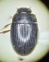 Cercyon setulosus - Cercyon setulosus