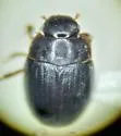 Cercyon setulosus - photo 2