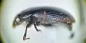 Cercyon setulosus - photo 3