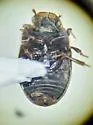 Cercyon setulosus - photo 4