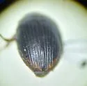 Cercyon setulosus - photo 5