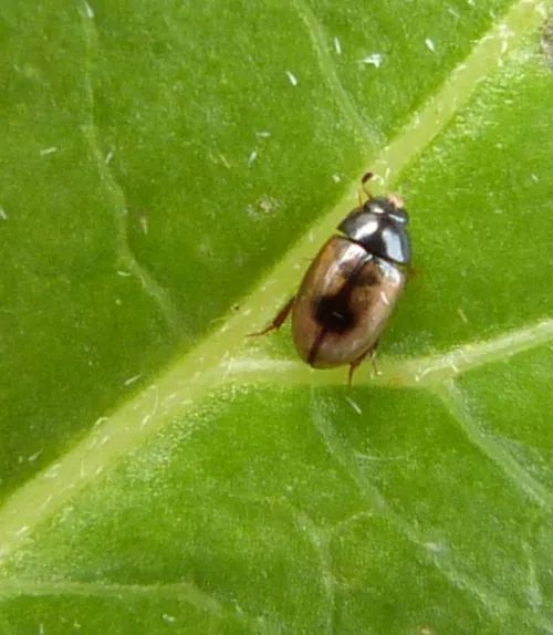 Cercyon unipunctatus - Cercyon unipunctatus