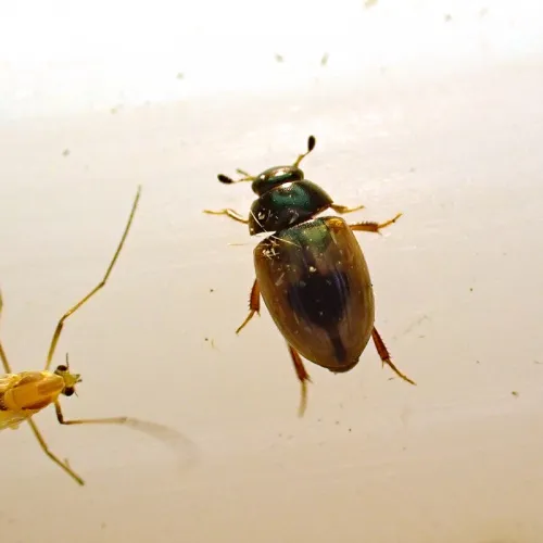 Cercyon unipunctatus - photo 2