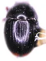 Cercyon ustulatus - Cercyon ustulatus