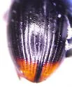 Cercyon ustulatus - photo 2