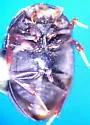 Cercyon ustulatus - photo 3