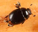 Cercyon ustulatus - photo 4