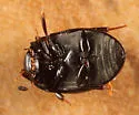 Cercyon ustulatus - photo 5