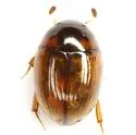 Cercyon variegatus - Cercyon variegatus