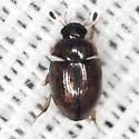 Cercyon variegatus - photo 2