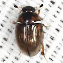 Cercyon variegatus - photo 3
