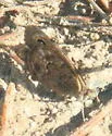 Mead's Wood-Nymph - Hodges#4588 - Cercyonis meadii