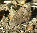 Mead's Wood-Nymph - Hodges#4588 - photo 2