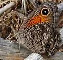 Mead's Wood-Nymph - Hodges#4588 - photo 3