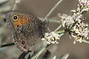 Mead's Wood-Nymph - Hodges#4588 - photo 4