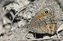 Mead's Wood-Nymph - Hodges#4588 - photo 5