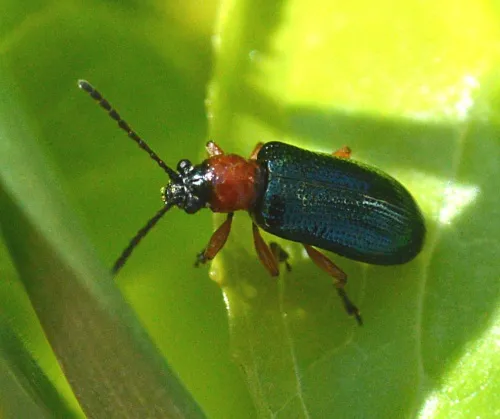 Cereal Leaf Beetle - photo 2