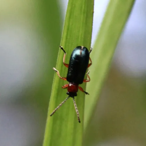 Cereal Leaf Beetle - photo 3