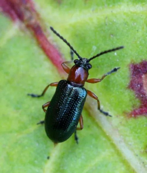 Cereal Leaf Beetle - photo 4