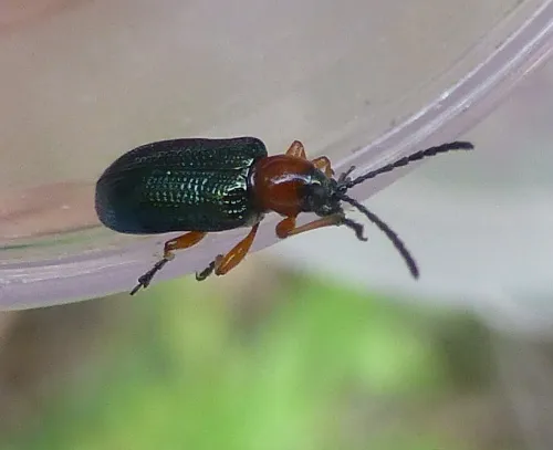Cereal Leaf Beetle - photo 5
