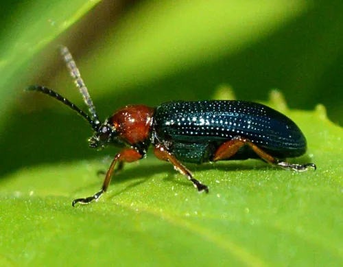 Cereal Leaf Beetle - photo 6
