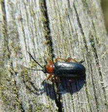 Cereal Leaf Beetle - photo 7