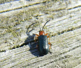 Cereal Leaf Beetle - photo 8