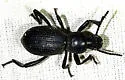 Cerenopus concolor - Cerenopus concolor