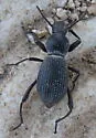 Cerenopus concolor - photo 2