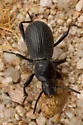 Cerenopus concolor - photo 3