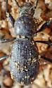 Cerenopus concolor - photo 4
