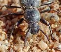 Cerenopus concolor - photo 5