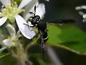 Ceriana abbreviata