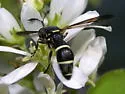 Ceriana abbreviata - photo 2
