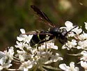 Ceriana abbreviata - photo 3