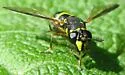 Ceriana abbreviata - photo 4
