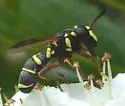 Ceriana abbreviata - photo 5