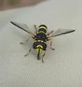 Ceriana mime - photo 4