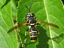 Ceriana tridens