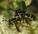 Ceriana tridens - photo 2