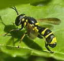 Ceriana tridens - photo 3