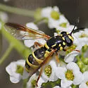 Ceriana tridens - photo 4
