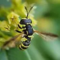 Ceriana tridens - photo 5