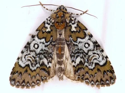 Owl-eyed Bird Dropping Moth - Hodges#9061 - Cerma cora