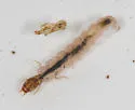 Cernotina spicata