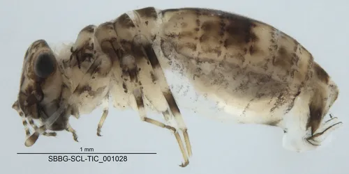 Cerobasis alpha