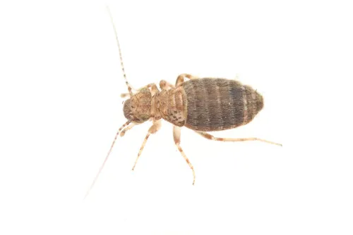 Cerobasis annulata