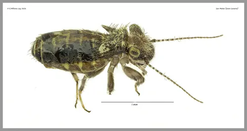 Cerobasis ericacea