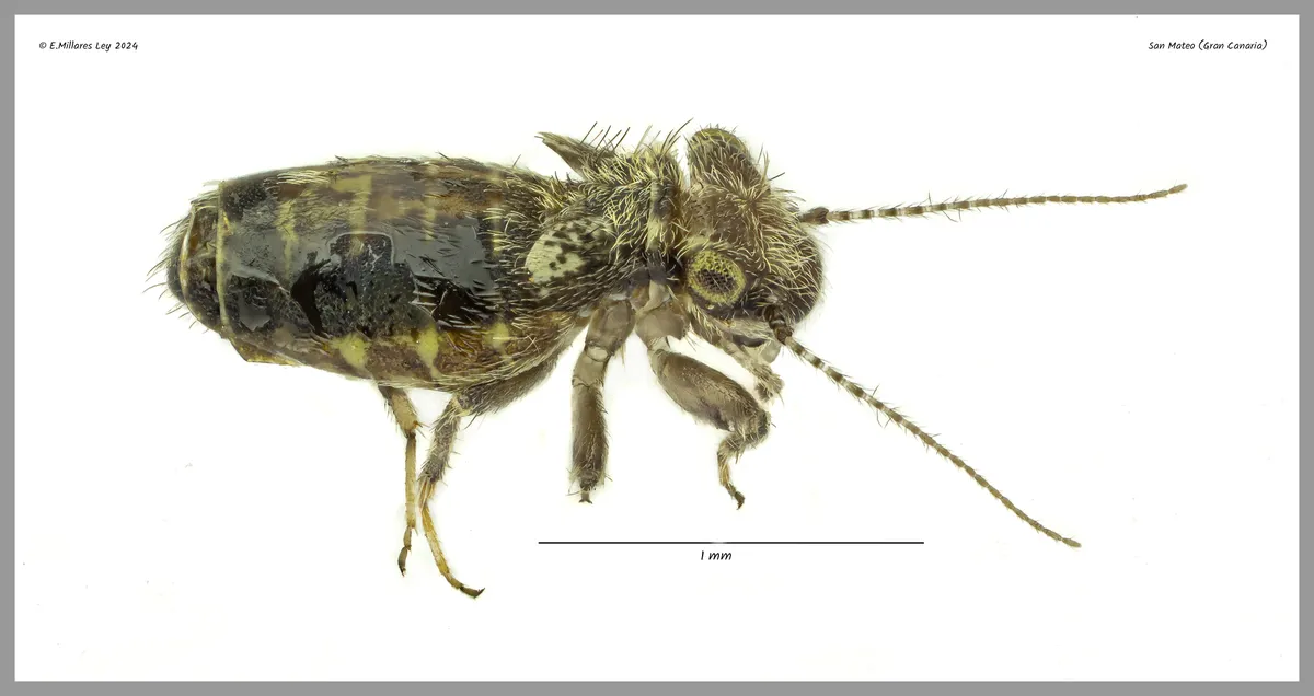 Cerobasis ericacea - photo 2