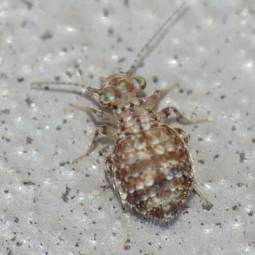 Cerobasis guestfalica